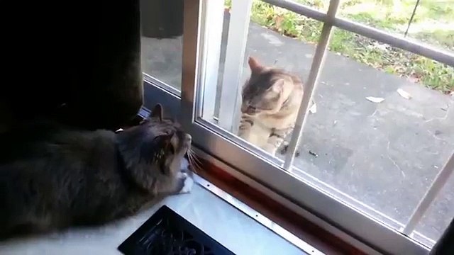 Кошки за стеклом. Весёлые коты сражаются через стекло