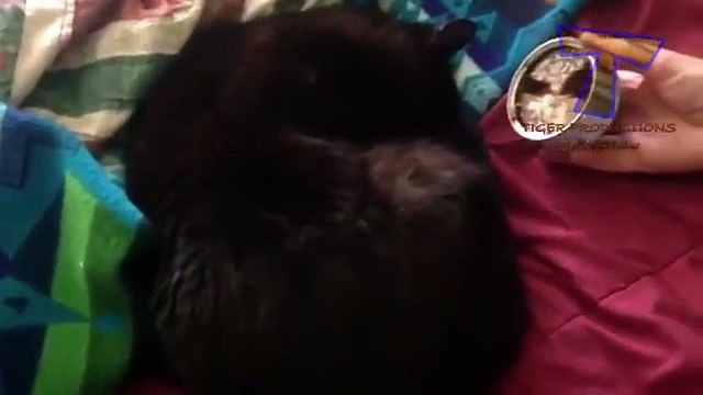 Кошки и собаки просыпаются - приколы с животными (сборник)