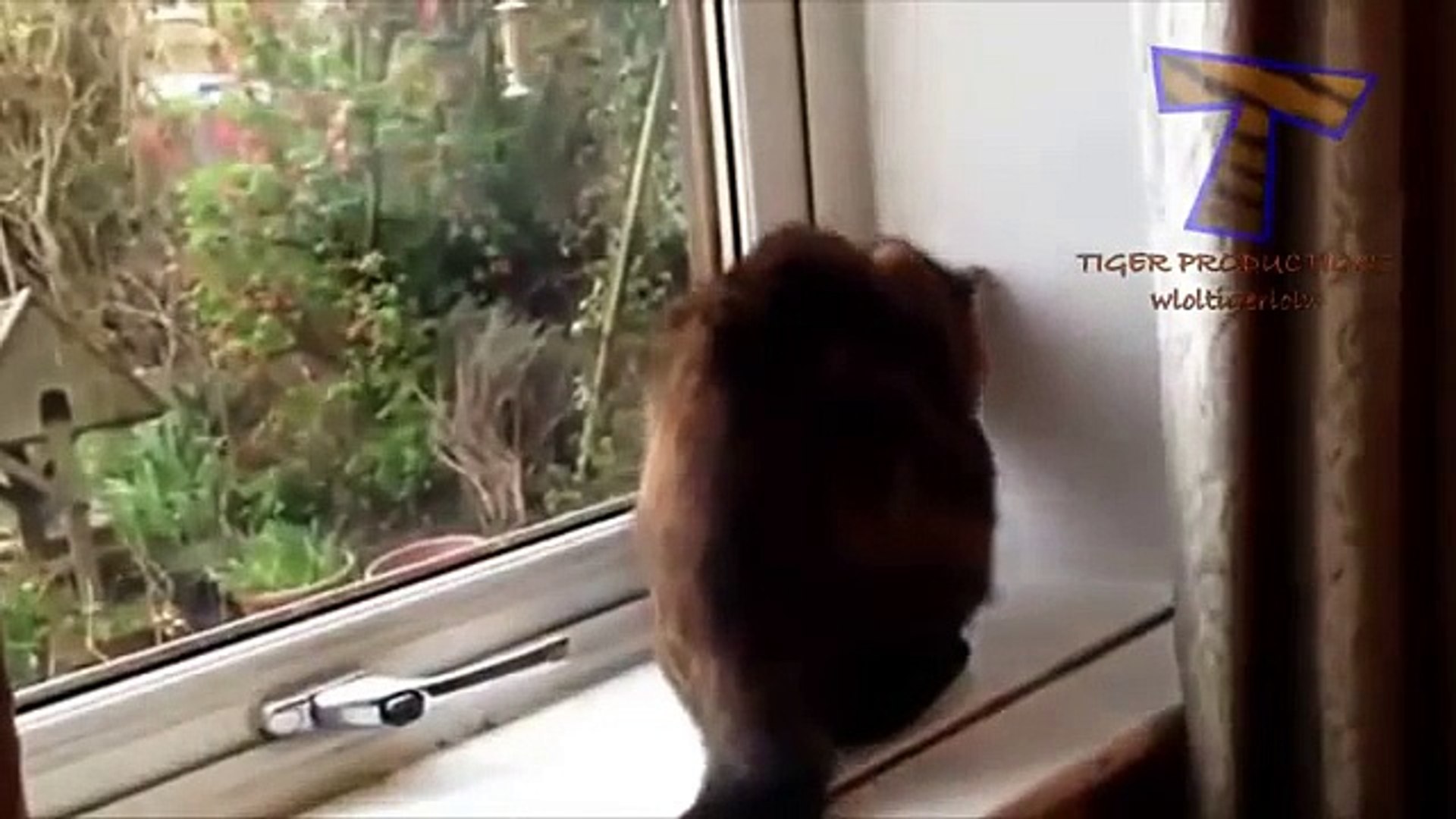 ⁣Кошки и собаки против мух - забавные животные сборник