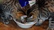 Кошки и собаки сражаются за еду в мисках и тарелках. Забавные животные (сборник)