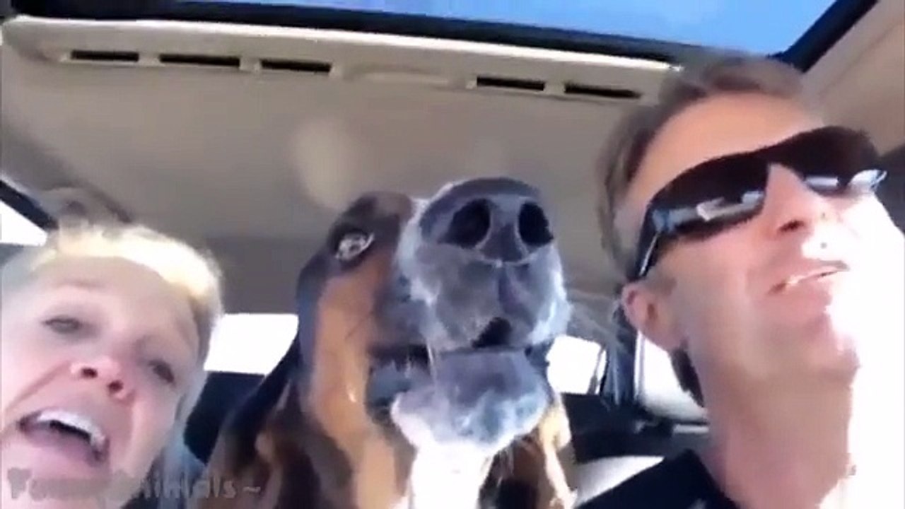 10 Funniest Basset Hound Videos