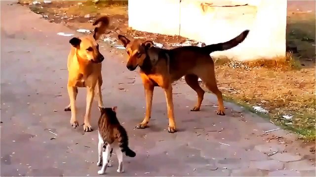 кот против двух собак