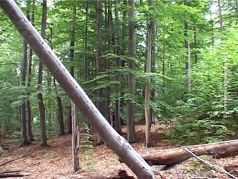 Uspešna godina za lovni turizam, 06. decembar 2015. (RTV Bor)