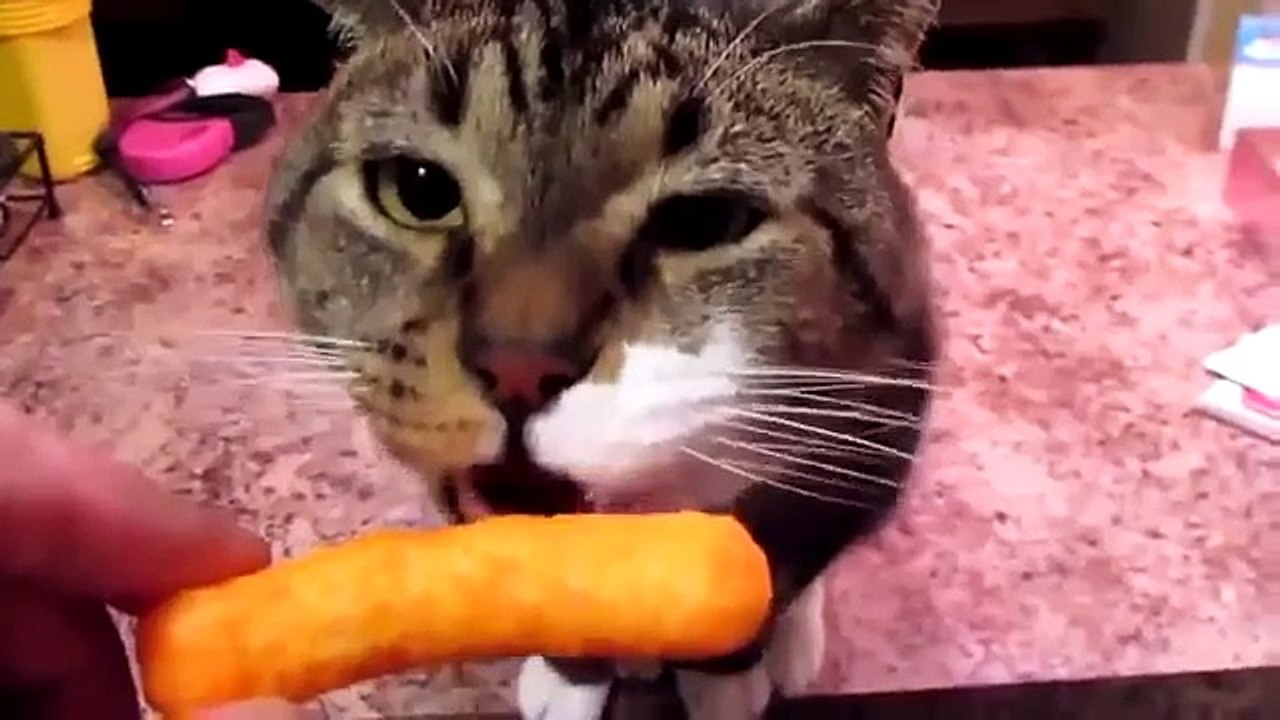 猫が食べて、飲んでいます。おかしい猫