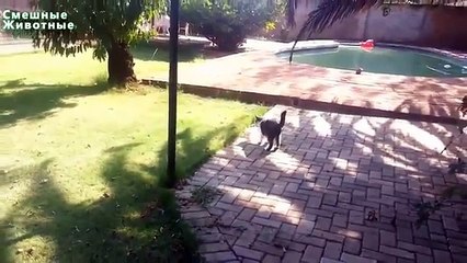 犬のような猫。おかしい猫はアイテムを持って来ます