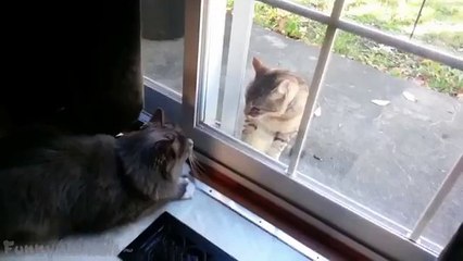 Funny Cats Fighting Through Glass [HD]