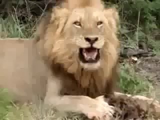 Erkek Aslan Sırtlanı Affetmiyor!