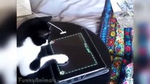 Funny Cats Playing On iPads Compilation - Funny Videos 2015