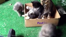 Funny Animal Videos for Kids Cute Kitten Compilation Funny Cat Videos Youtube Funny Animal