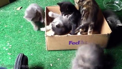 Funny Animal Videos for Kids Cute Kitten Compilation Funny Cat Videos Youtube Funny Animal