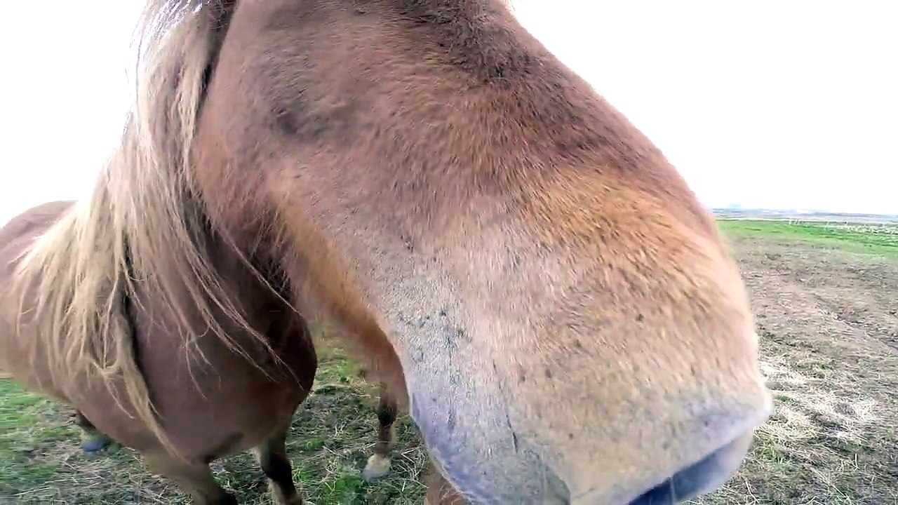 Island 2015 - Ring Road Trip on Iceland #4