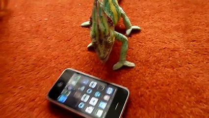 Хамелеон vs iPhone _ Chameleon vs iPhone