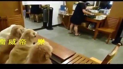 Top 5 Discipline Dogs Videos Compilation 2015