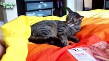Lustige Katzen Compilation 2014 [Neue HD]
