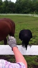 Le sauvetage d'un corbeau sauvage