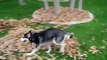 Funny siberian husky playing in leaves