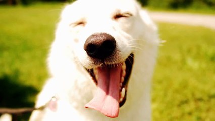Happy and excited dogs - Funny and cute dog compilation
