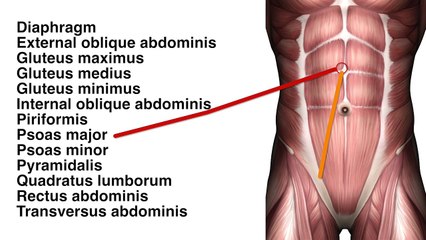 Muscles: Abs and Glute - Quiz