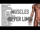 Muscles: Upper Limb Muscles - Quiz