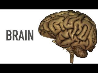 Brain - Quiz
