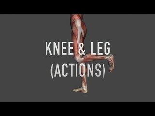 Actions: Knee and Leg - Quiz