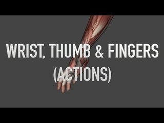 Actions: Wrist, Thumb and Fingers - Quiz