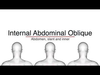 Muscle Meanings: G-I