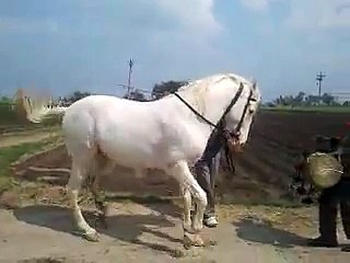 Horse Dancing on the Banjo Band.
