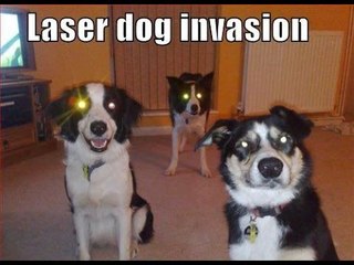 M13's Laser DOG !!!
