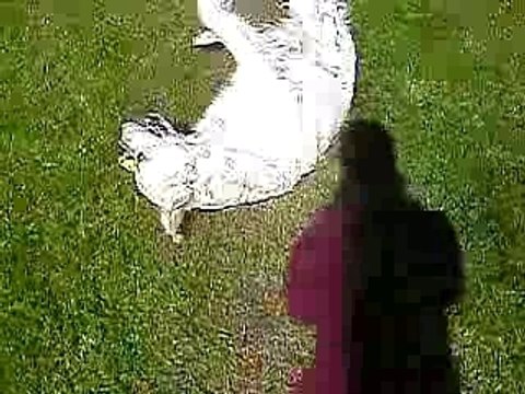 petit cours de dressage