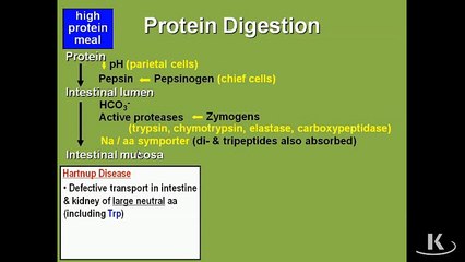 Amino Acid Metabolism