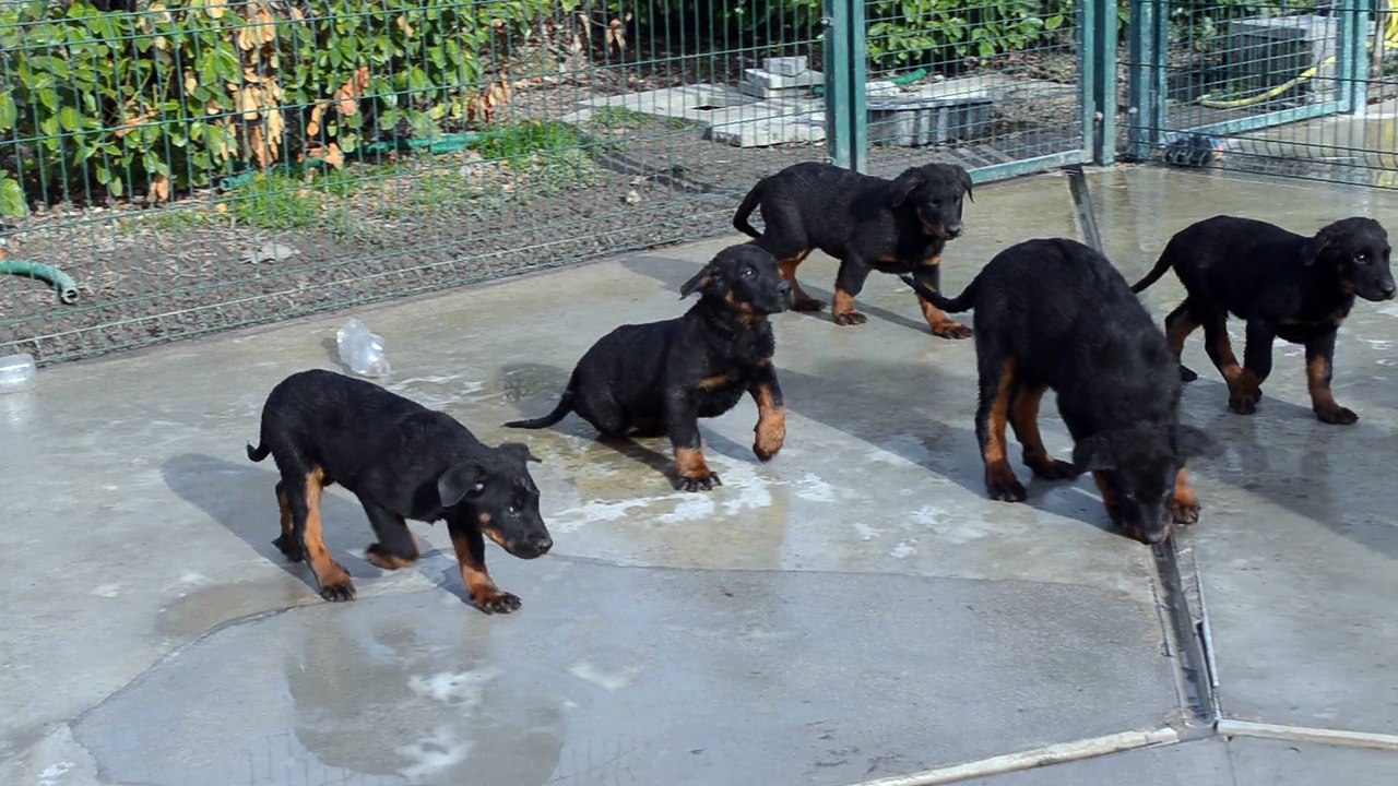Chiots Beaucerons Berger de Beauce Gros gabarit rustique disponibles décembre 2015