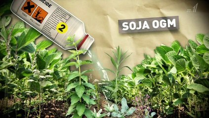 遺伝子組み換え戦争：“戦略作物”を巡る闘い 欧 vs. 米 Transgenic Wars - 2015-12-03