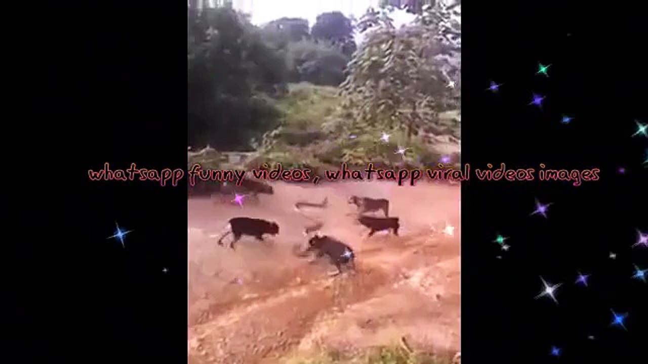 5 dogs vs snake