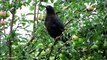 Crow Fledgling Behavior - Picking Apples, Ripe or Not They're Coming Down!!