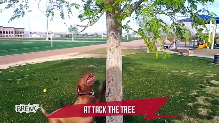 Animals Acting CRAZY - Breaking Videos