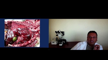 Patologia Veterinaria Cd juarez