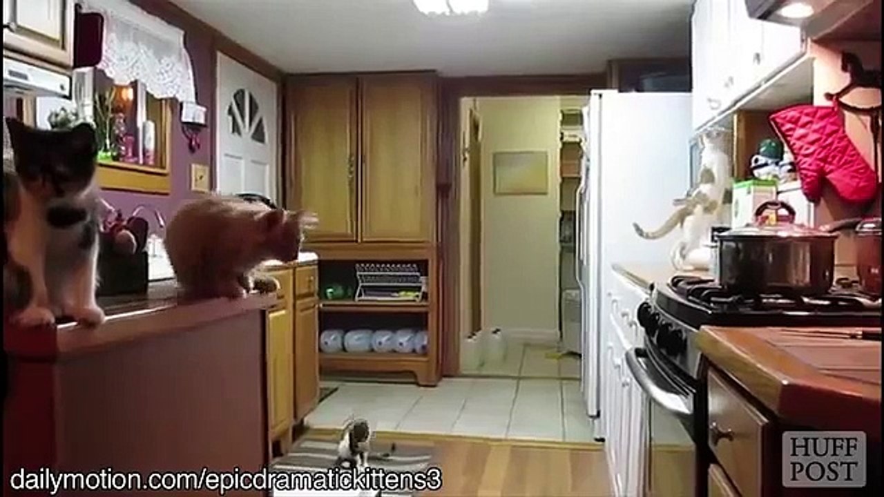 Funny Cats Cant Jump Compilation 2014