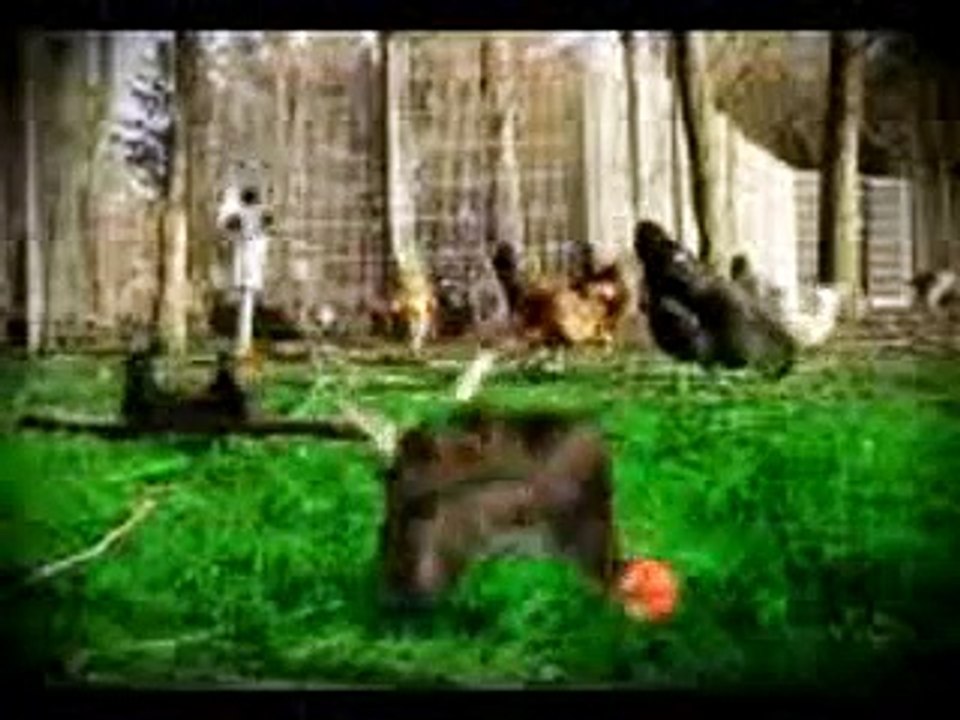 Funny Video Fails Pranks 0011