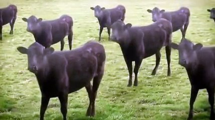 Funny cow dancing