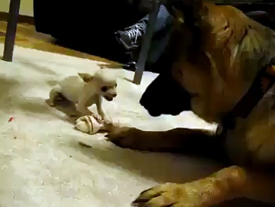 Tiny but dangerous