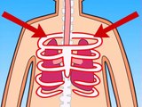 How Do My Lungs Work?