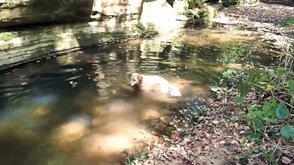 Funny Dog Chasing After Fish & Fetching Sticks In Creek - Rim Rock Trail - Shawnee Nationa