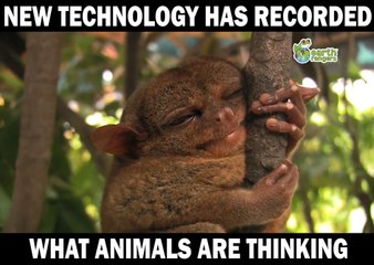 We are finally able to reveal what animals are thinking.Video by Earth Rang...-1229456763741999