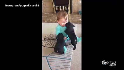 Baby Cracks Up Over Adorable Pug Puppies-10153199338992061
