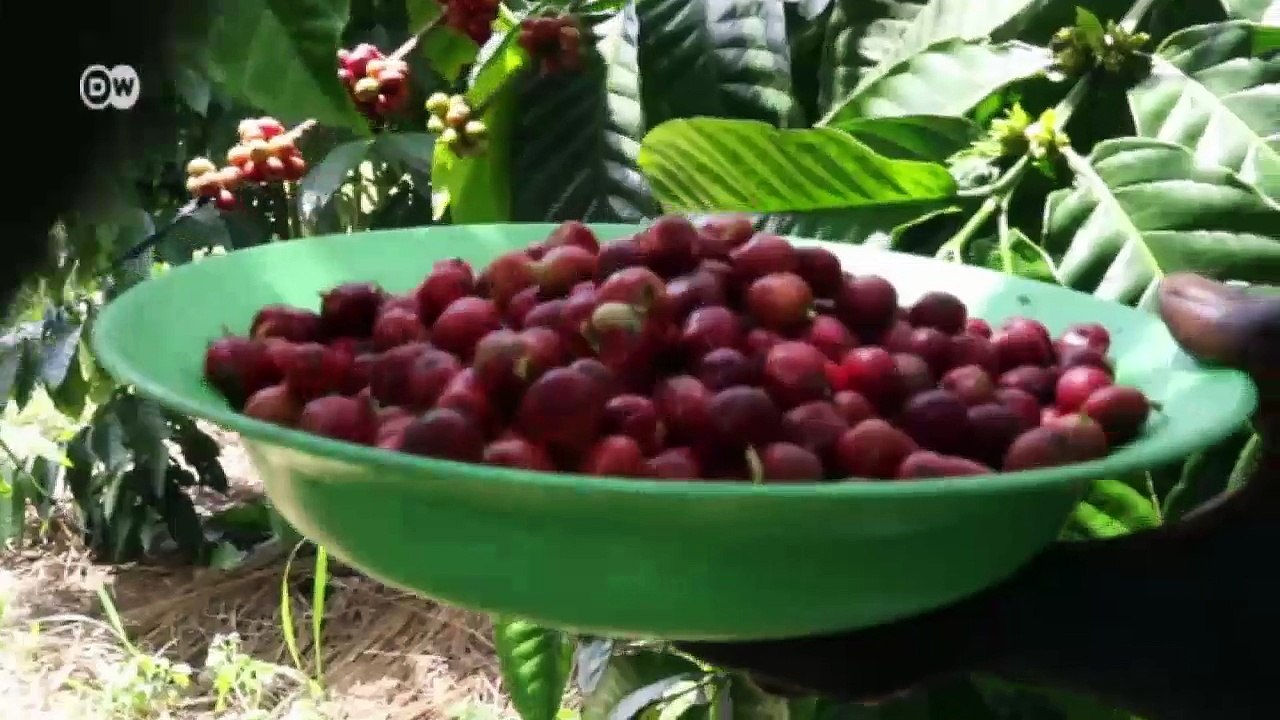 Kaffee aus dem süd-sudan - fluch oder segen? | global 3000