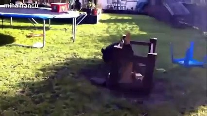 Ultimate Cute Micro Pig Compilation 2014 [NEW]