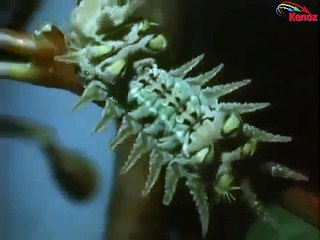 حصرياً:اكتشاف نوع جديد من الحشرات