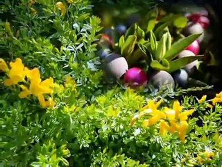 Paolo Frescura   Tu cielo tu poesia