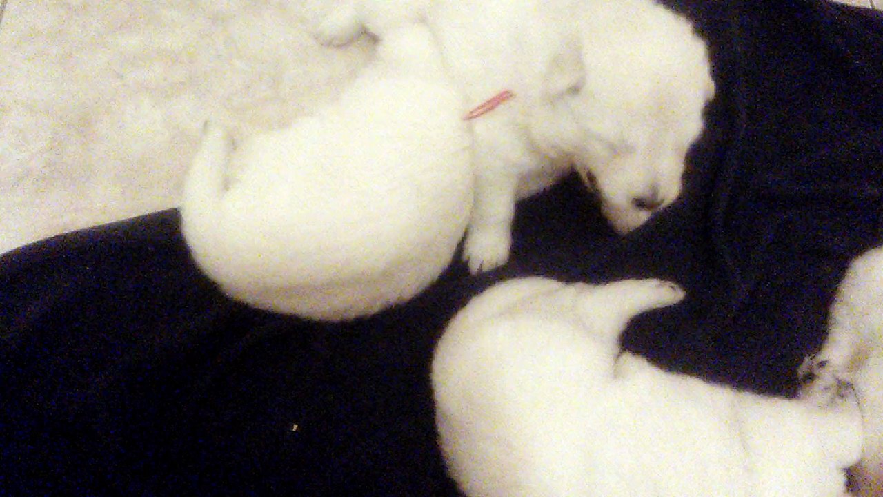 les chiots se 06 d?cembre